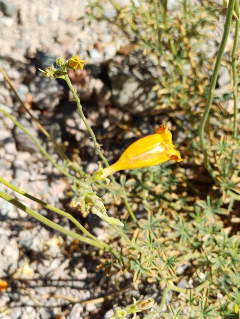 Argylia potentillifolia photo 5