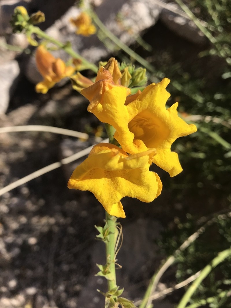 Argylia potentillifolia photo 7