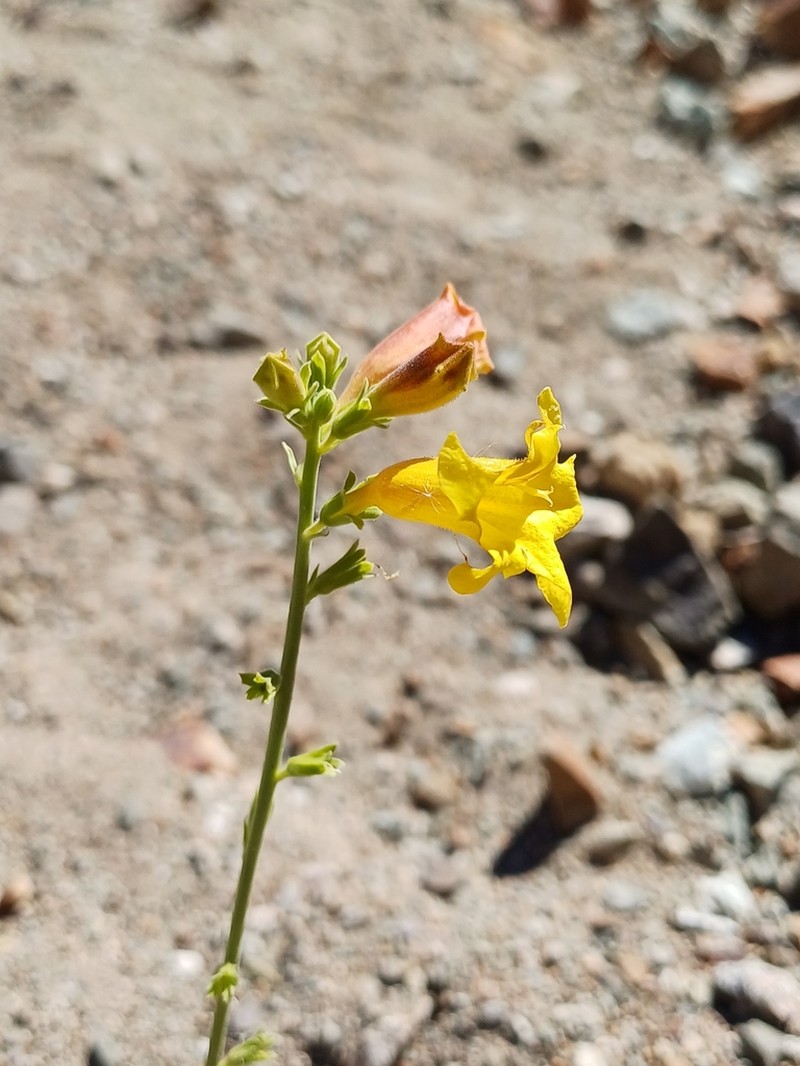 Argylia potentillifolia photo 8