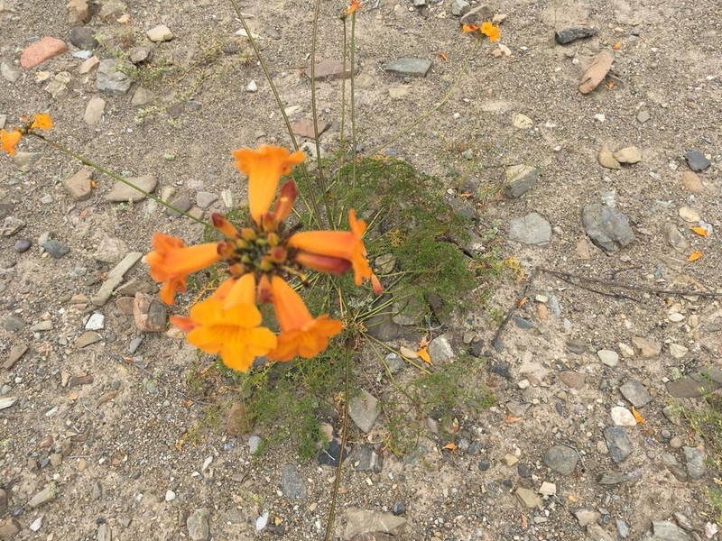 Argylia radiata photo 2