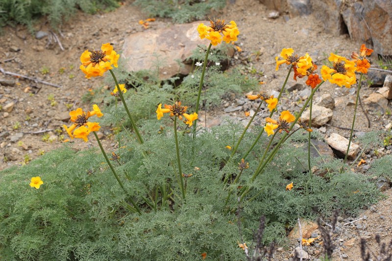 Argylia radiata photo 5