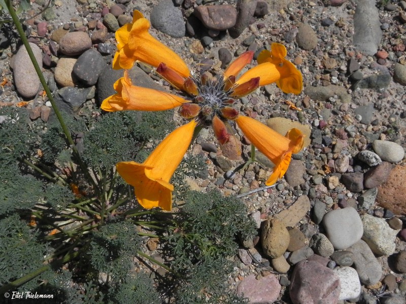 Argylia radiata photo 6