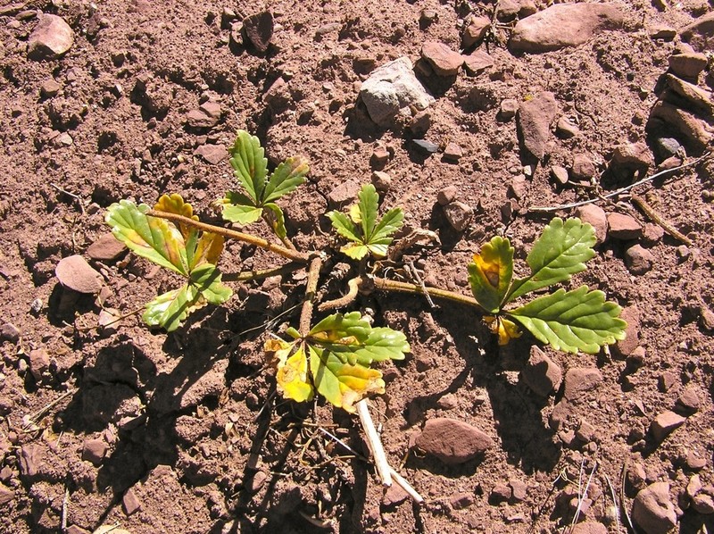 Argylia robusta