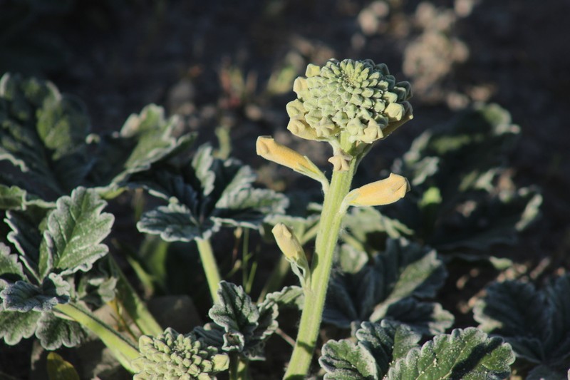 Argylia robusta photo 4