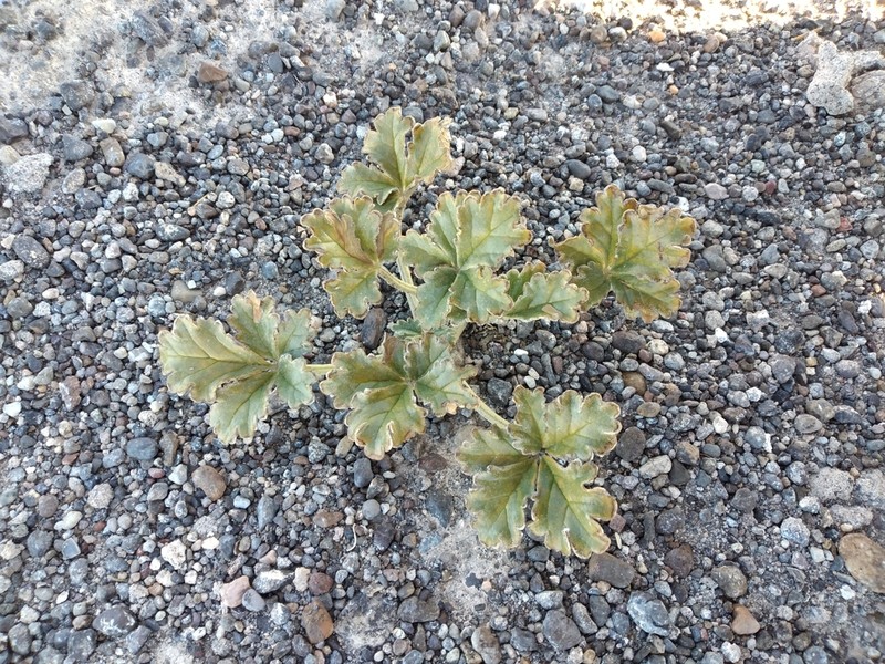 Argylia robusta photo 5