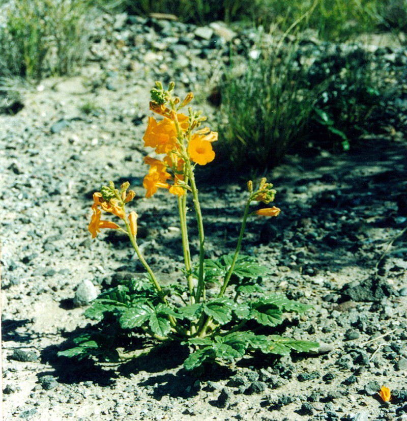 Argylia robusta photo 7
