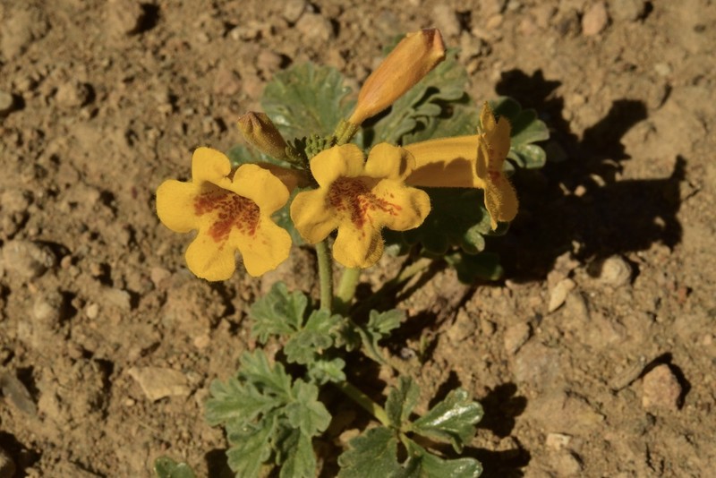 Argylia robusta photo 8