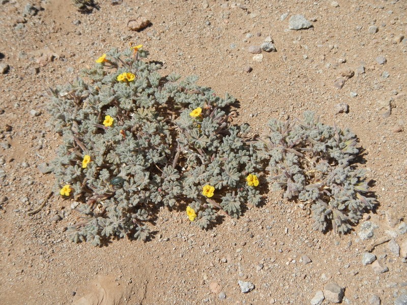 Argylia tomentosa