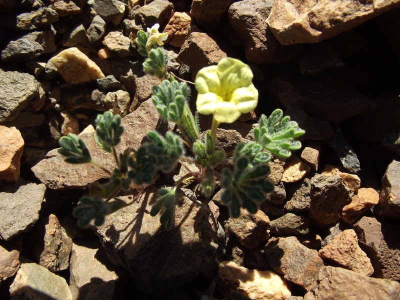 Argylia tomentosa photo 2