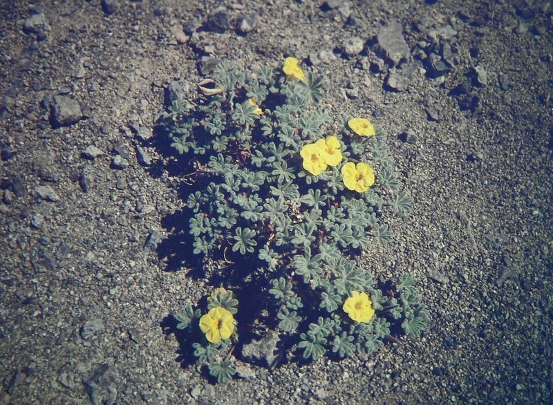 Argylia tomentosa photo 4