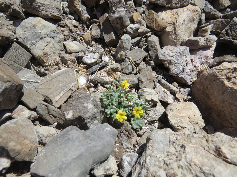 Argylia tomentosa photo 5