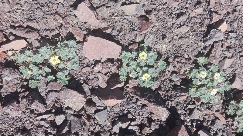 Argylia tomentosa photo 6