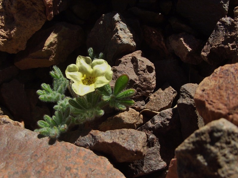 Argylia tomentosa photo 7