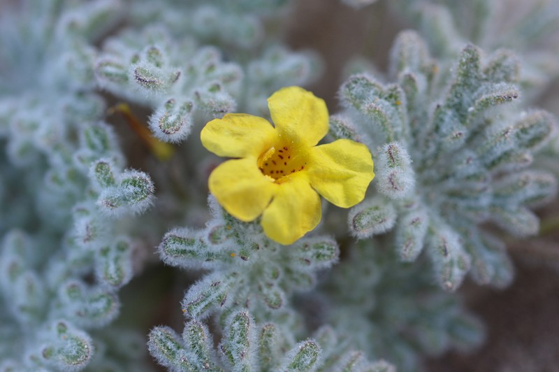 Argylia tomentosa photo 8
