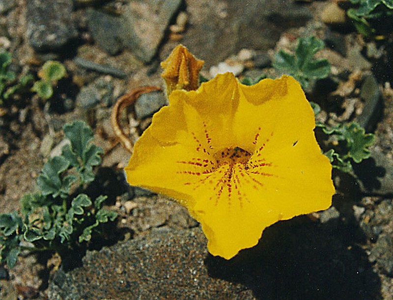 Argylia uspallatensis