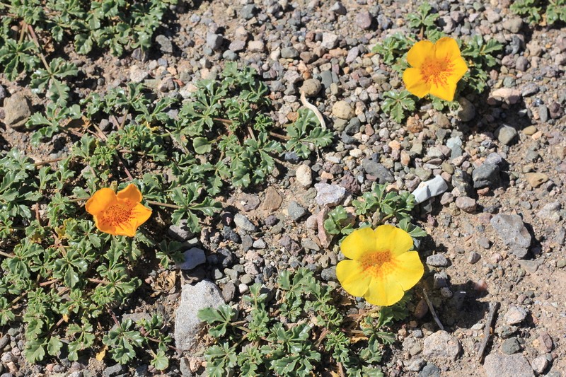 Argylia uspallatensis photo 3