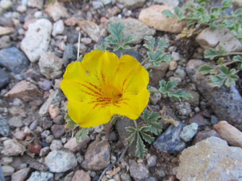 Argylia uspallatensis photo 6