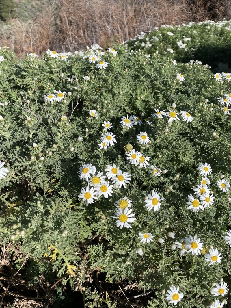 Argyranthemum adauctum