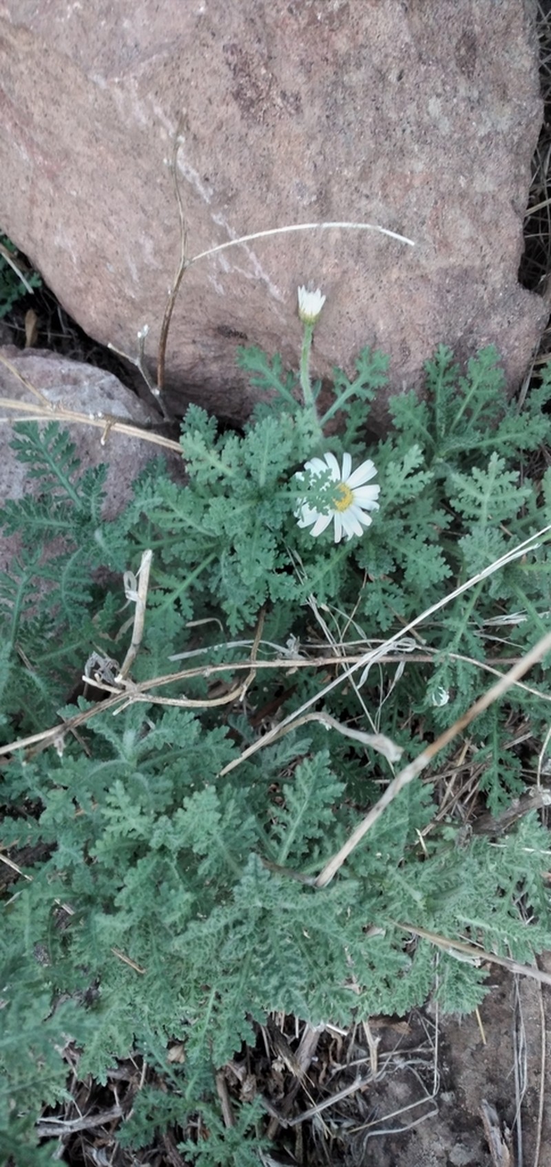 Argyranthemum adauctum photo 2