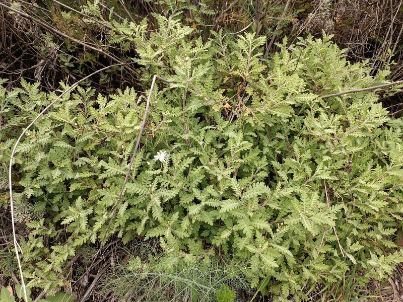 Argyranthemum adauctum photo 3