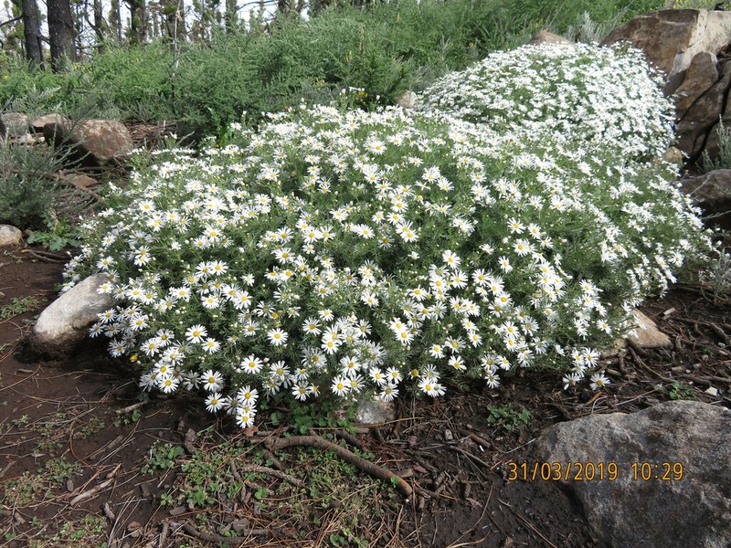 Argyranthemum adauctum photo 4