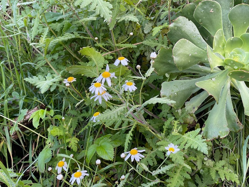 Argyranthemum adauctum photo 5