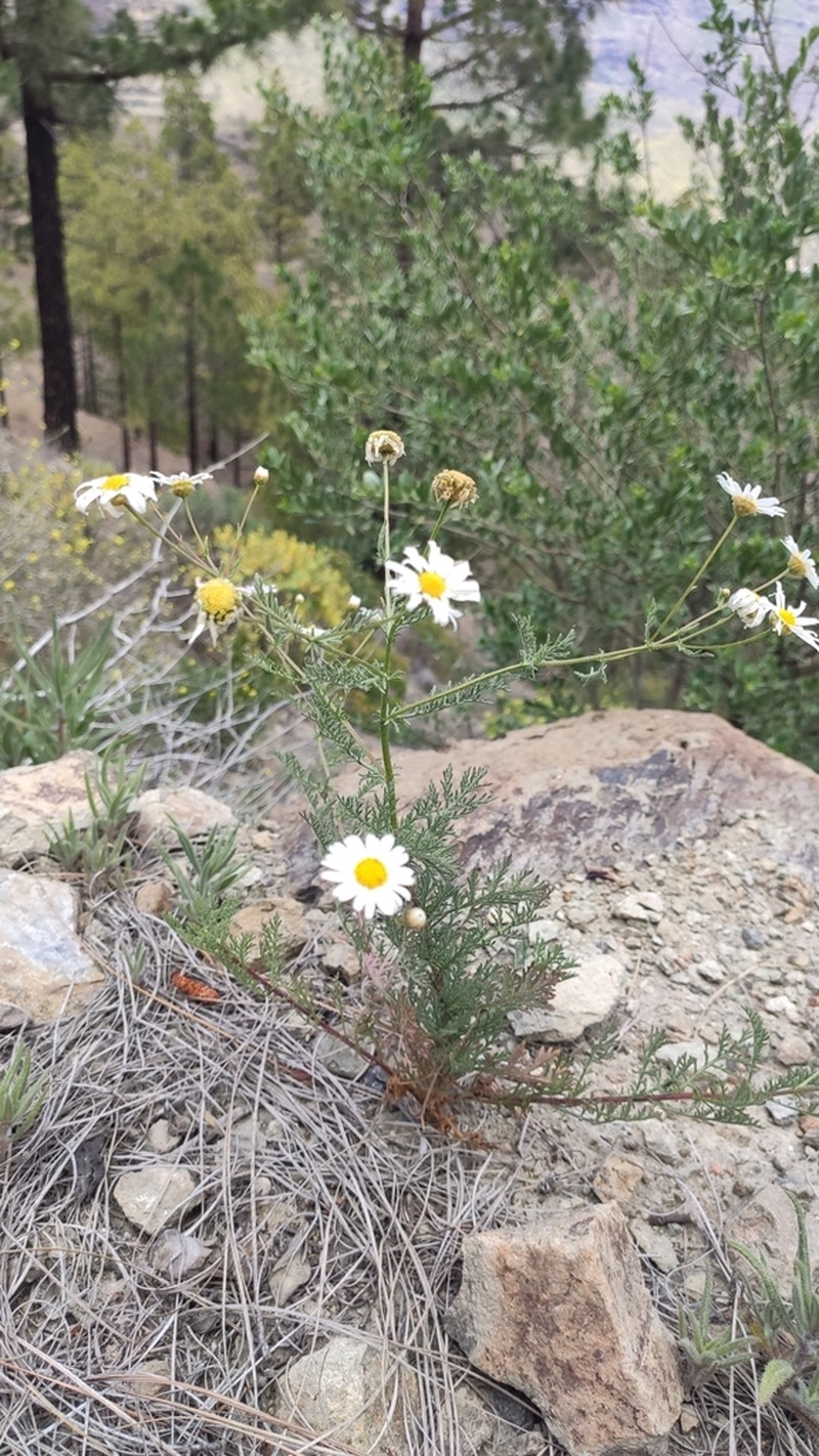 Argyranthemum adauctum photo 6