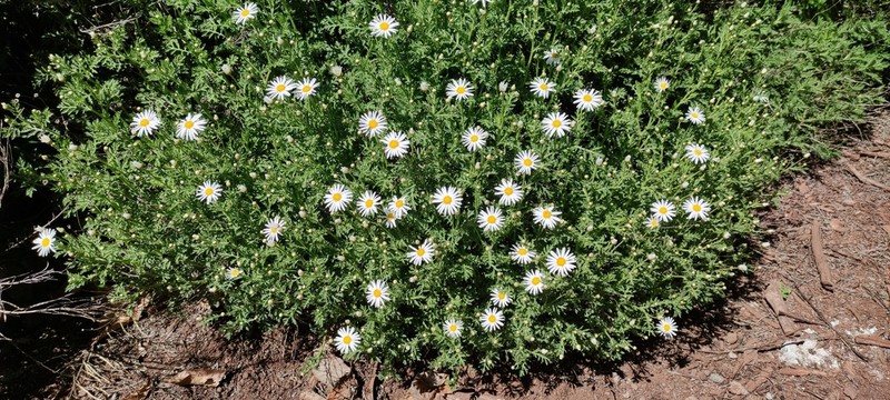 Argyranthemum adauctum photo 7