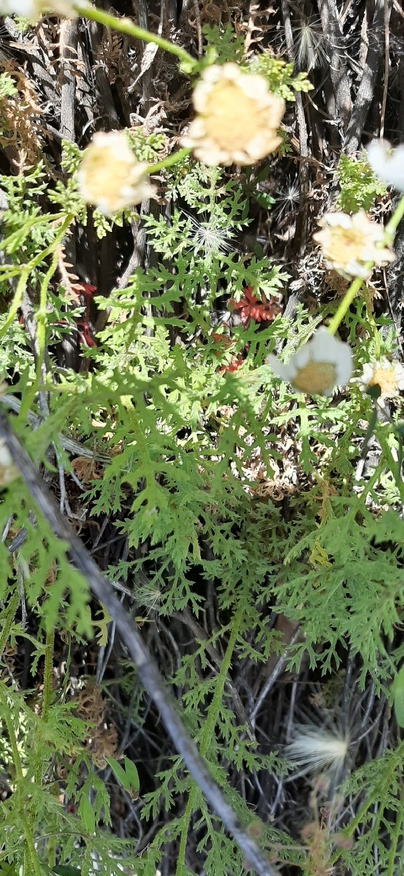 Argyranthemum adauctum photo 8