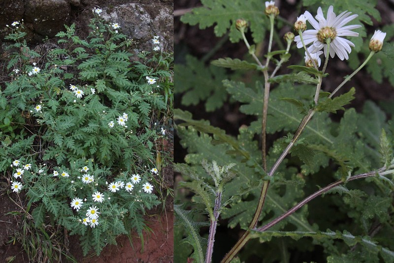 Argyranthemum adauctum subsp. adauctum photo 2
