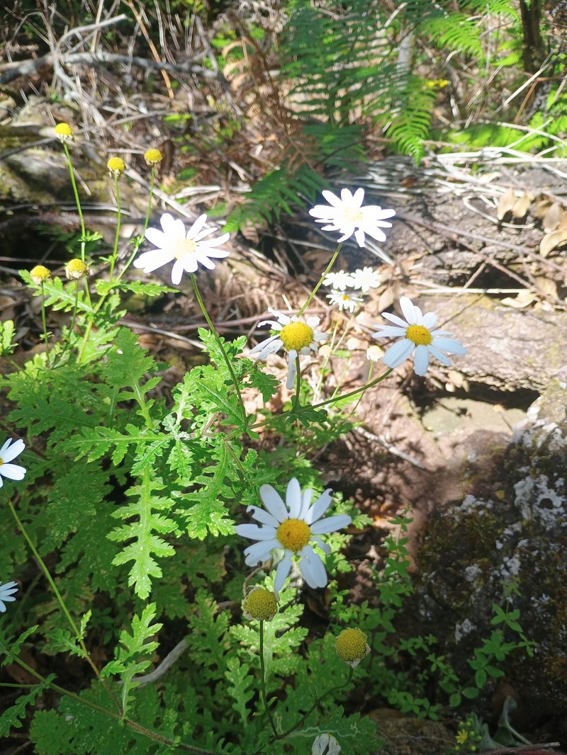 Argyranthemum adauctum subsp. adauctum photo 4