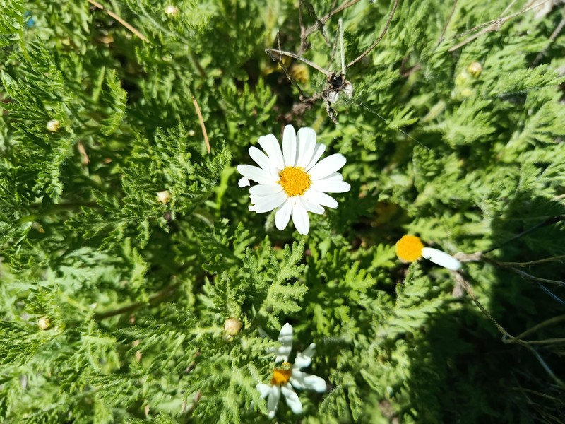 Argyranthemum adauctum subsp. canariense photo 2