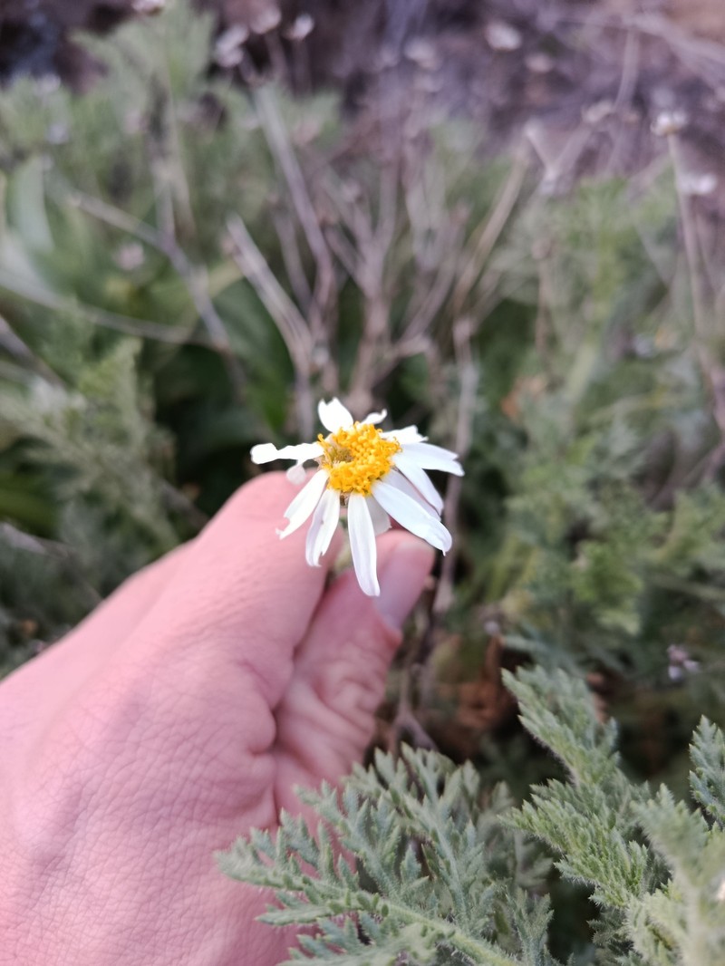 Argyranthemum adauctum subsp. canariense photo 3