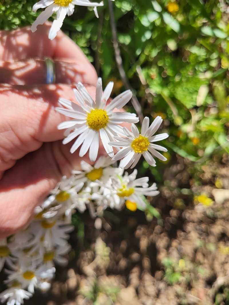 Argyranthemum adauctum subsp. canariense photo 4