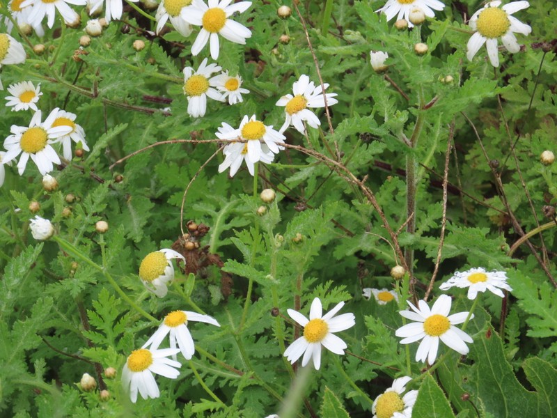 Argyranthemum adauctum subsp. canariense photo 5