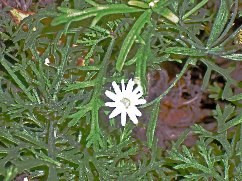 Argyranthemum adauctum subsp. canariense