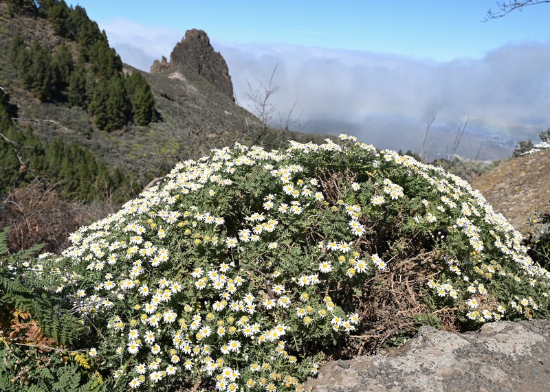 Argyranthemum adauctum subsp. canariense photo 6