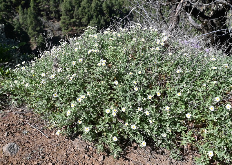 Argyranthemum adauctum subsp. canariense photo 8