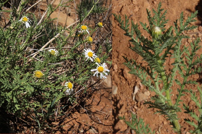 Argyranthemum adauctum subsp. dugourii