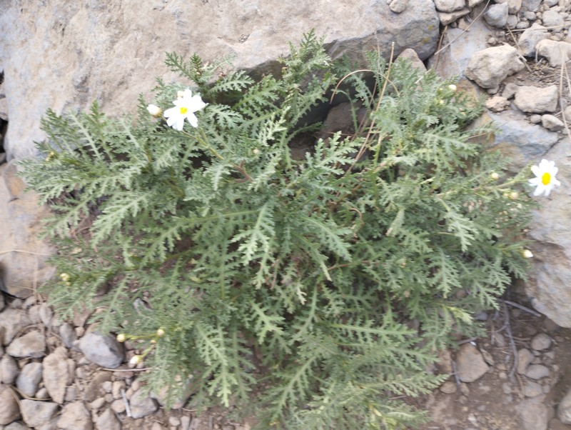 Argyranthemum adauctum subsp. dugourii photo 2