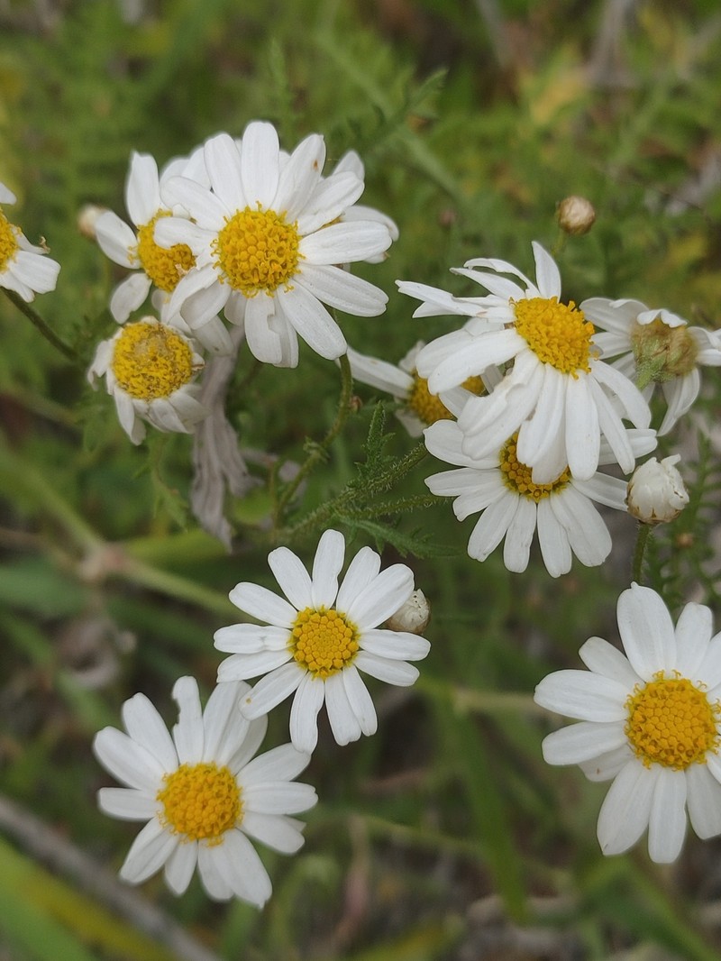 Argyranthemum adauctum subsp. dugourii photo 3