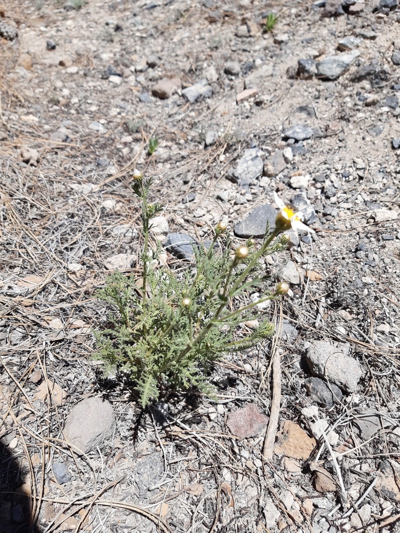 Argyranthemum adauctum subsp. dugourii photo 4
