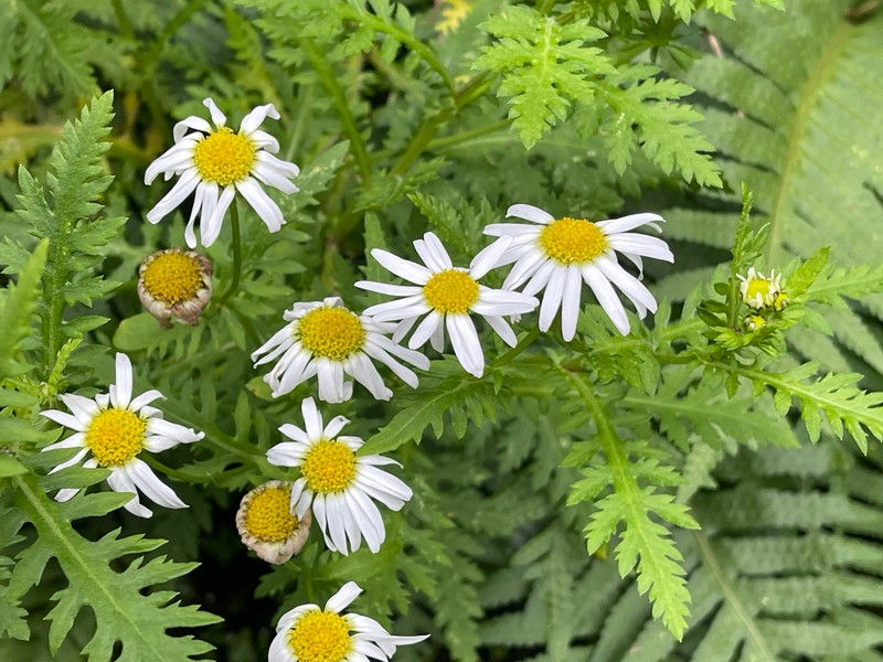 Argyranthemum adauctum subsp. erythrocarpon
