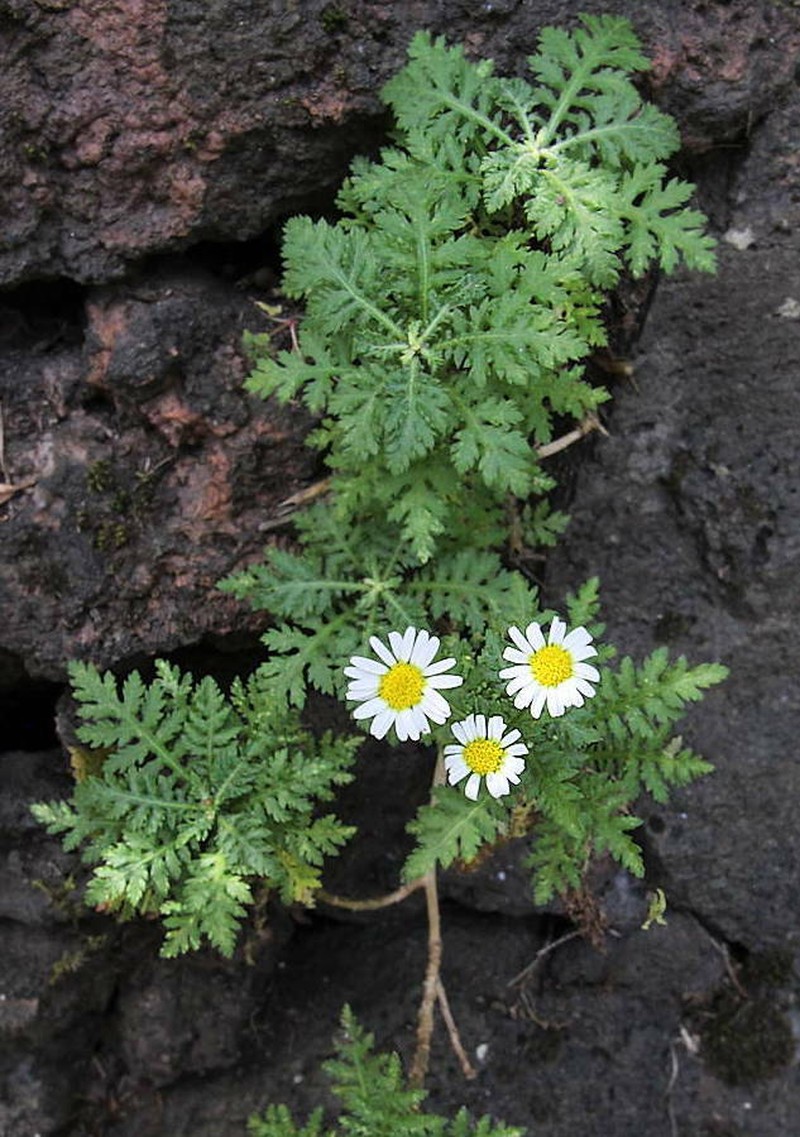 Argyranthemum adauctum subsp. erythrocarpon photo 2