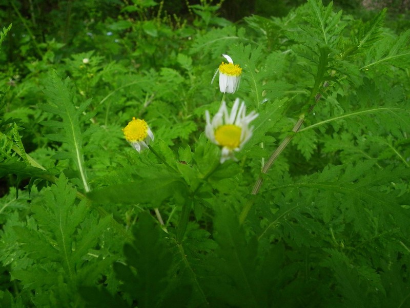 Argyranthemum adauctum subsp. erythrocarpon photo 3