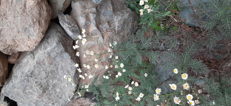 Argyranthemum adauctum subsp. gracile
