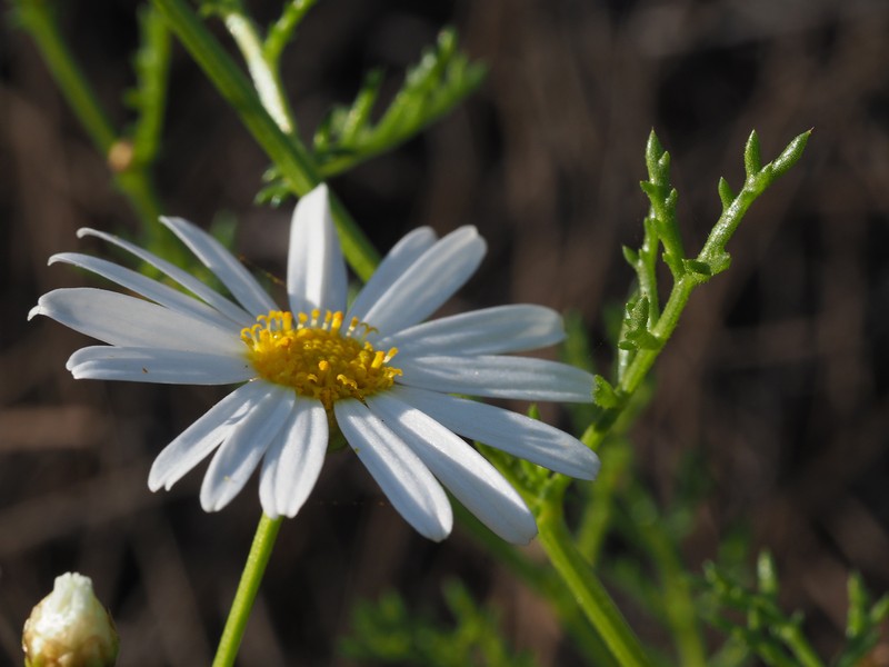 Argyranthemum adauctum subsp. gracile photo 2