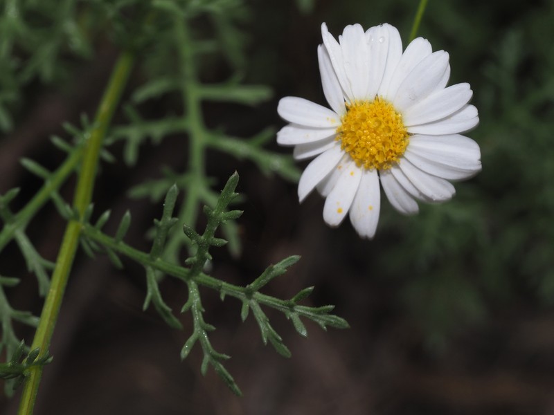 Argyranthemum adauctum subsp. gracile photo 3