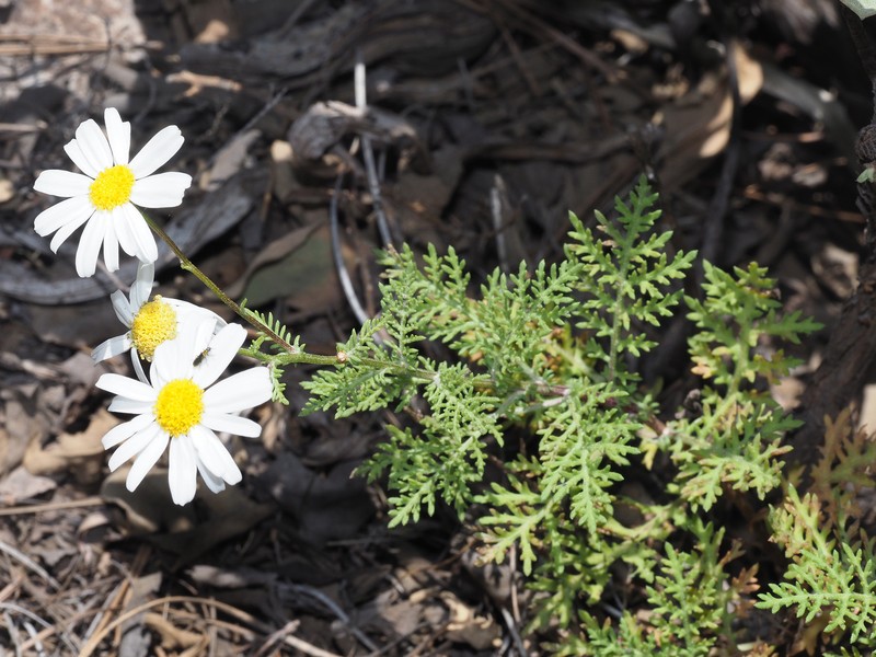 Argyranthemum adauctum subsp. gracile photo 4