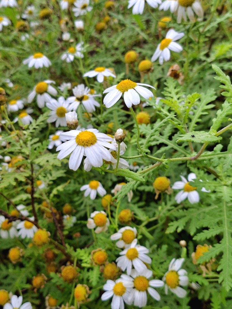 Argyranthemum adauctum subsp. jacobaeifolium photo 2